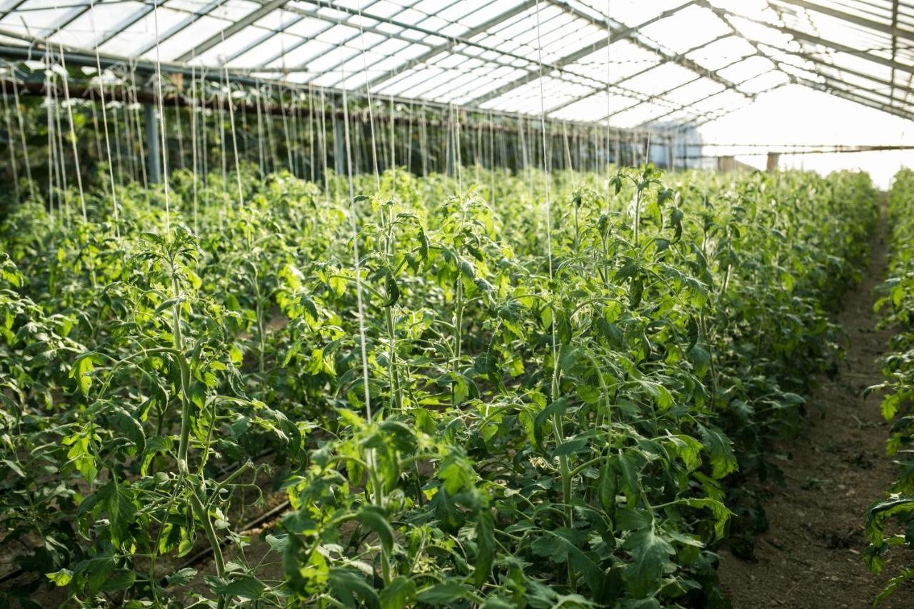 Le Raganelle Oneglia Ngoại thất bức ảnh